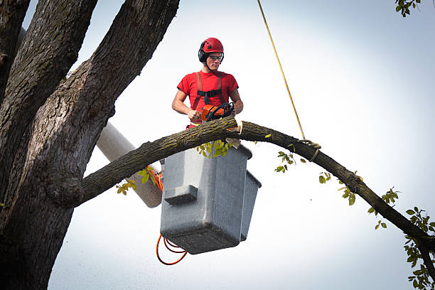  Level Park Oak Park, MI Tree Services Pros